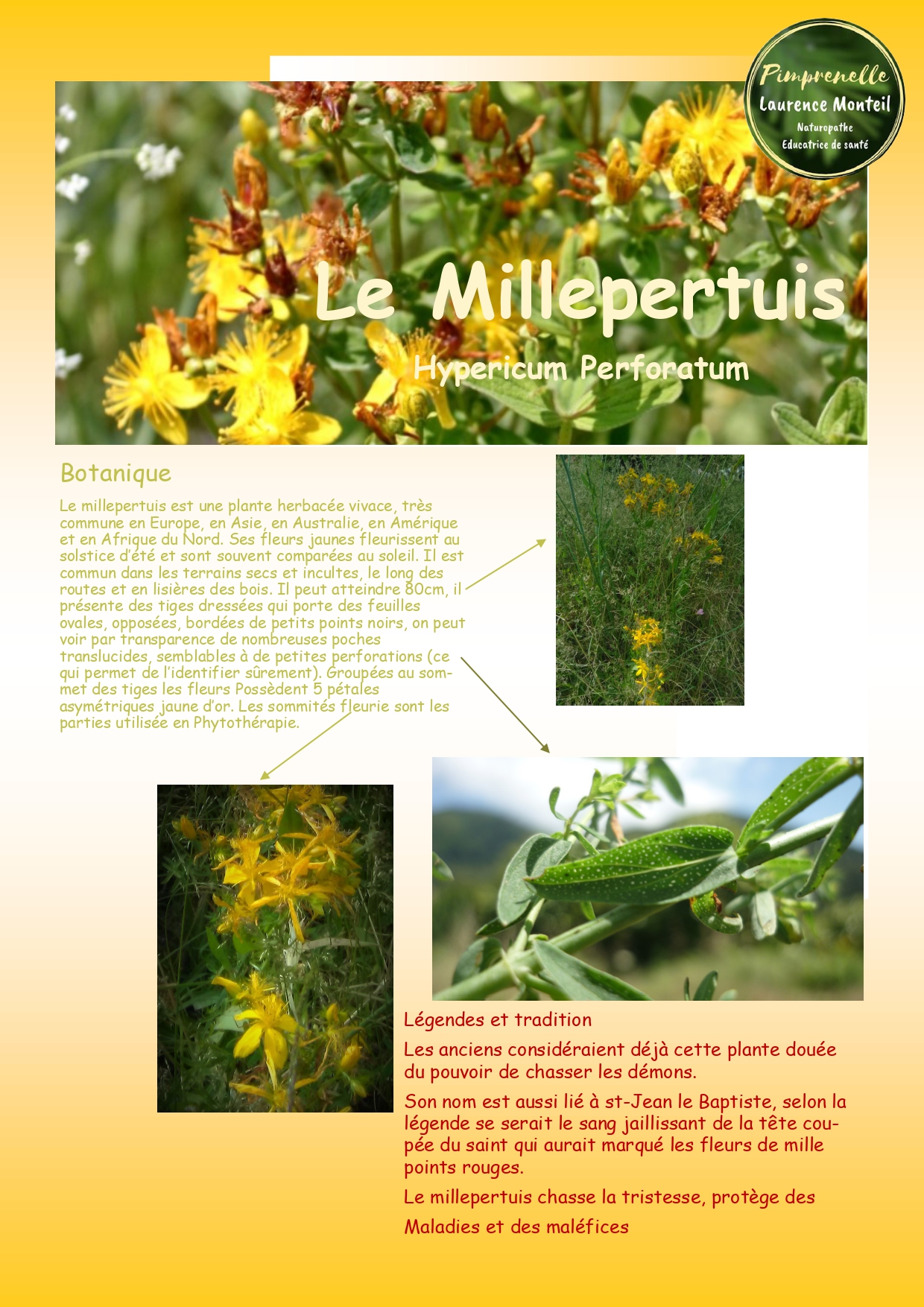 Les plantes de l’été