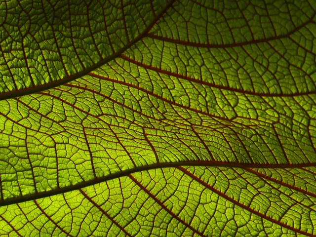 leaf, floral background, macro, veins, leaf veins, green, green leaf, close up, windows wallpaper, desktop backgrounds, 4k wallpaper 1920x1080, leaf background, cool backgrounds, free wallpaper, mac wallpaper, beautiful wallpaper, full hd wallpaper, nature, texture, 4k wallpaper, plant, free background, laptop wallpaper, wallpaper hd, hd wallpaper, background, wallpaper 4k, botany